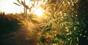 Aceite de oliva de Menorca | Oli d'oliva de Menorca